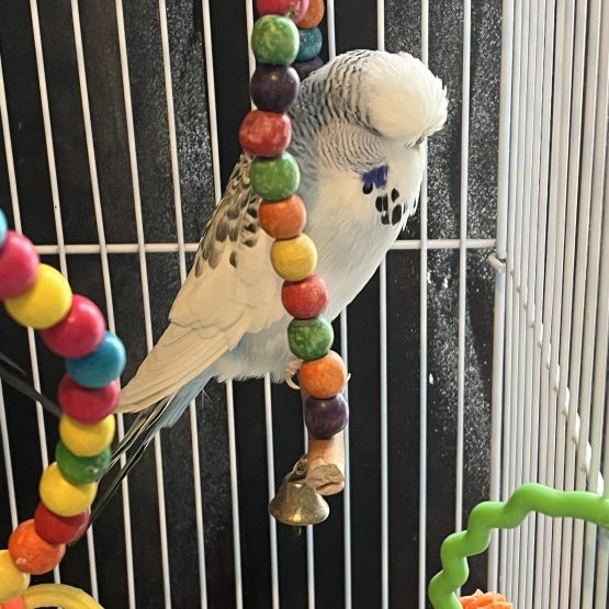English Budgies