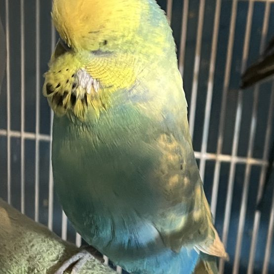English Budgies