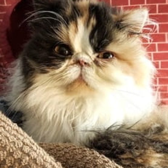 Isabella