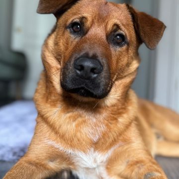 Maverick