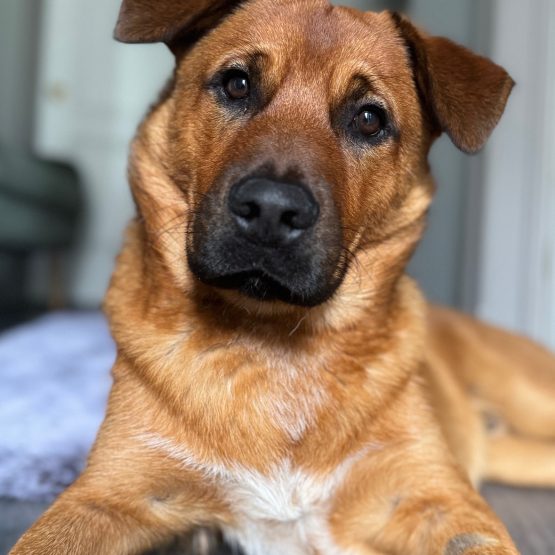 Maverick