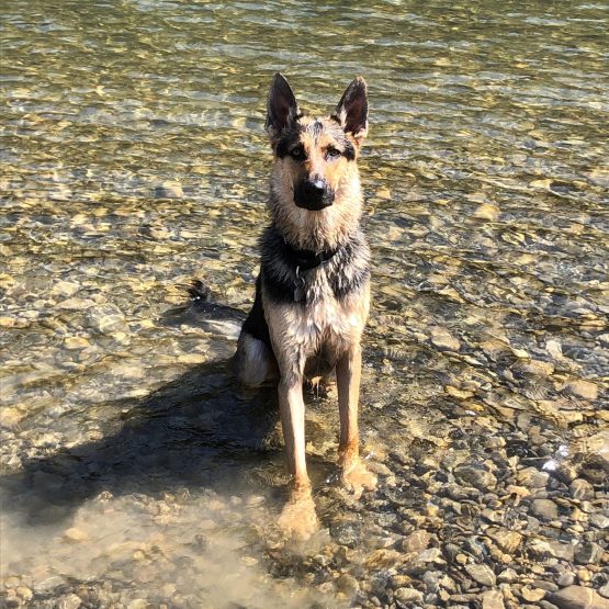 Finn
