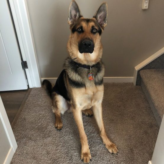 Finn