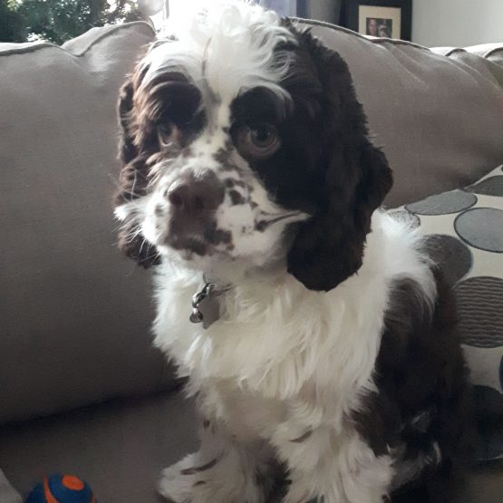 Dottie