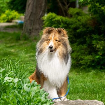 Finnegan