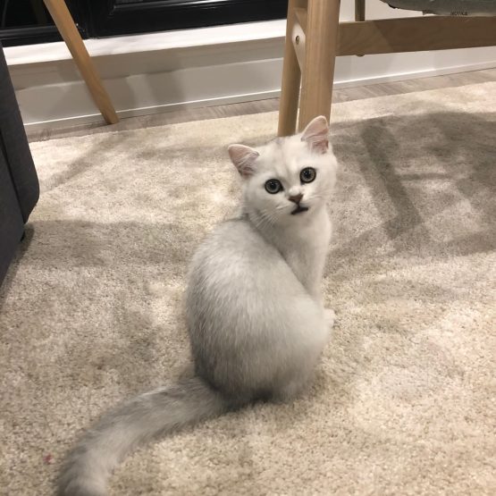 Noonie