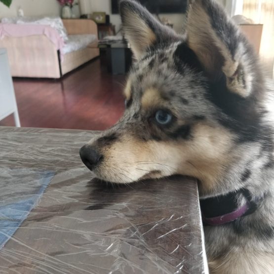 Kiba