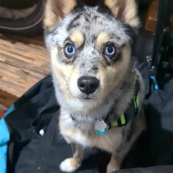 Kiba