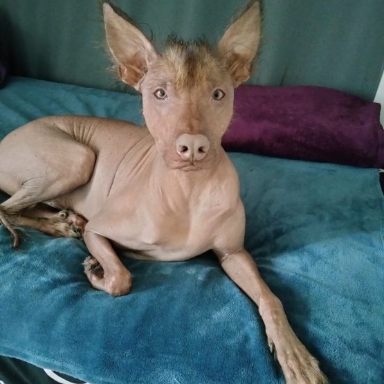 Ekkeko