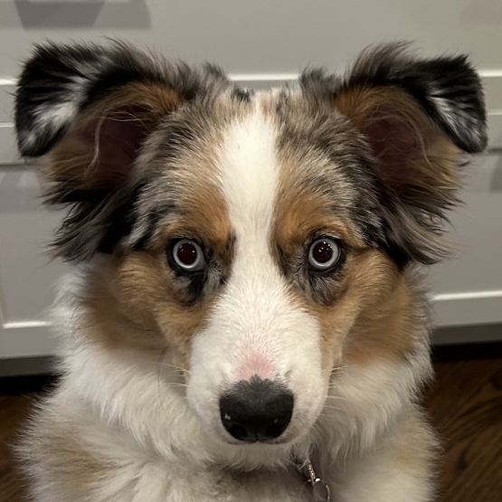 Indigo