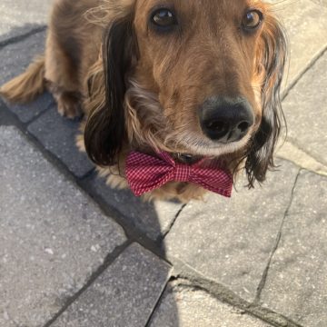 Bruno