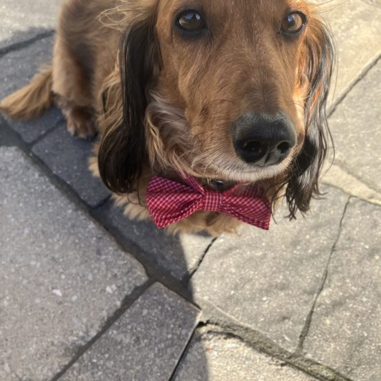 Bruno