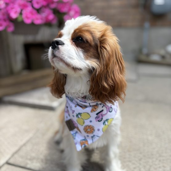 Piper