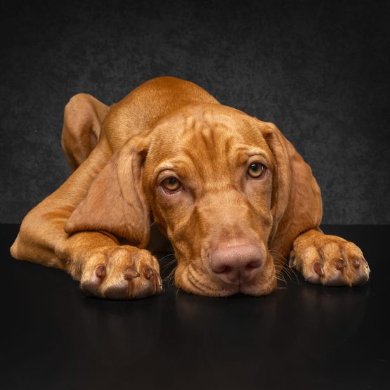 Penny