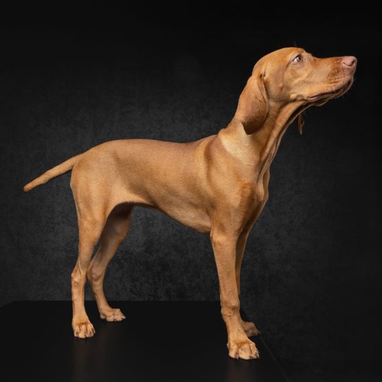 Penny