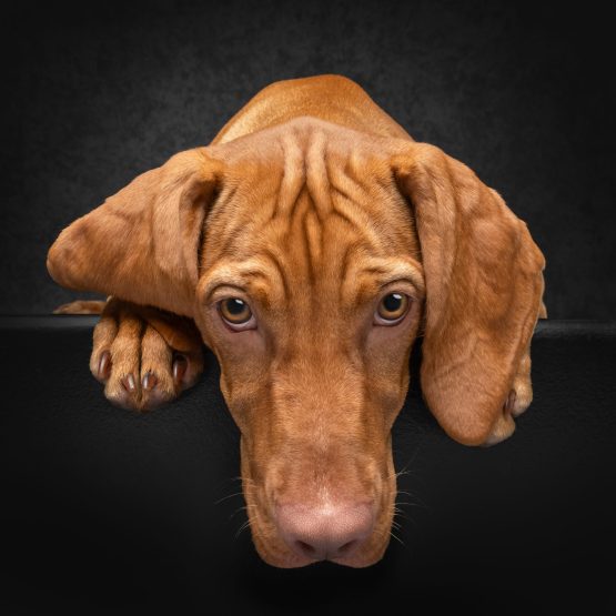 Penny