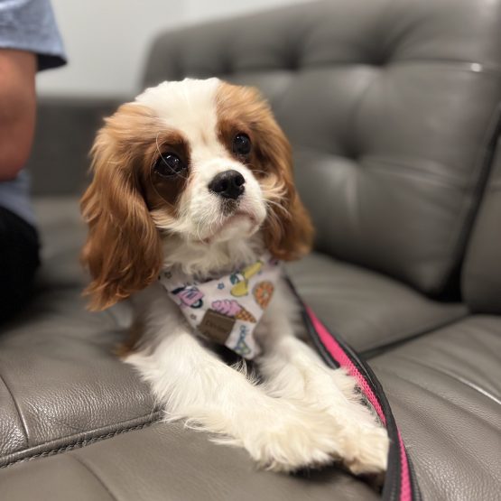 Piper