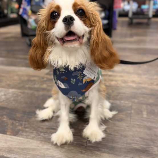 Piper