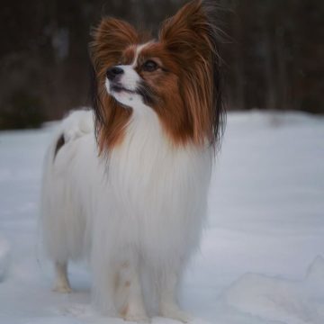 Zeke