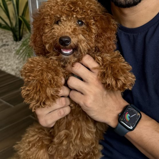 Nala