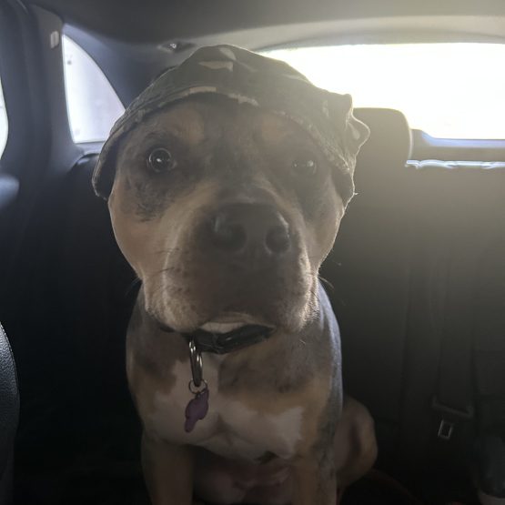 Roxie