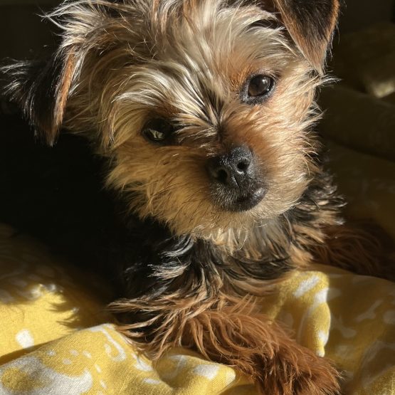 Pip