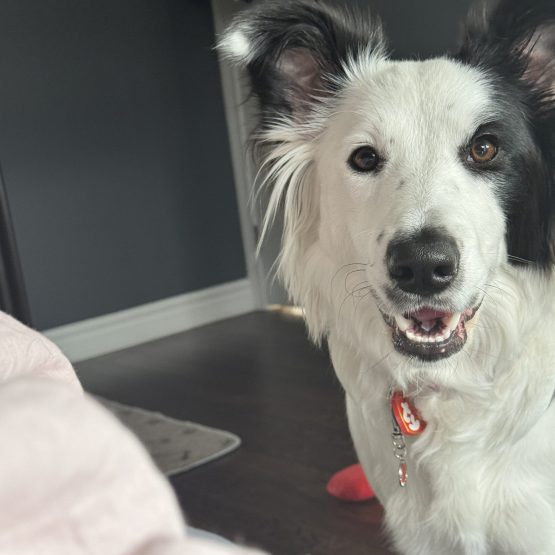 Juno
