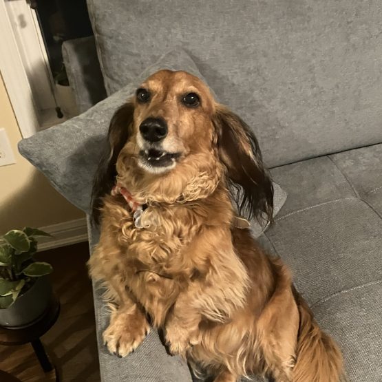 Bruno