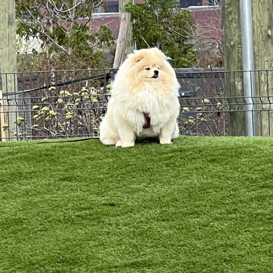 Rupert