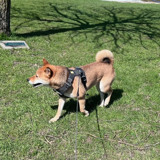 Meeko