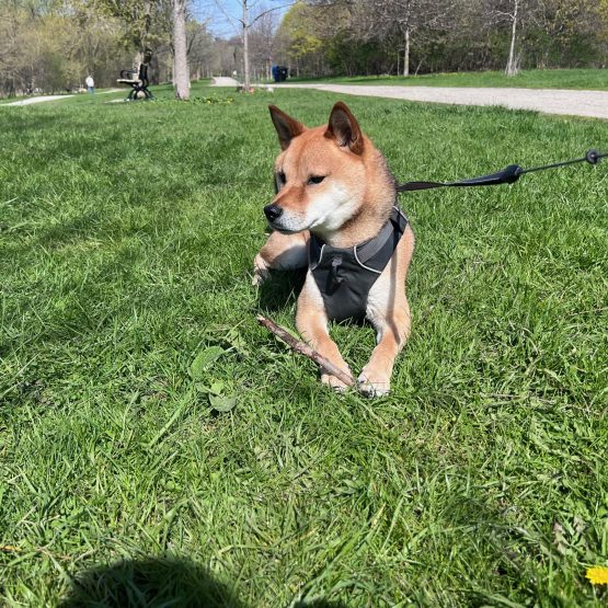 Meeko