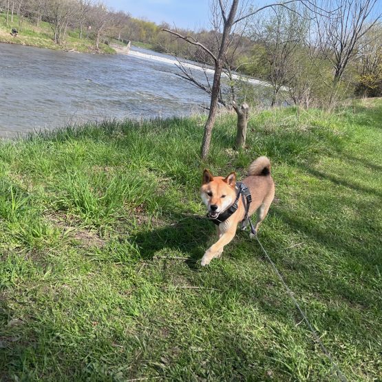 Meeko