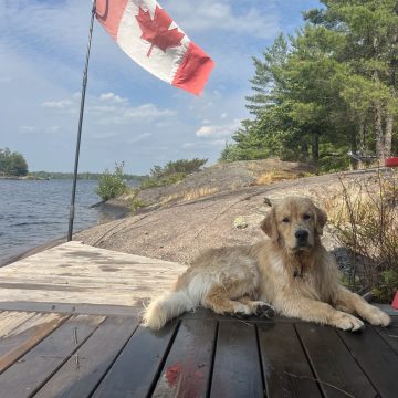 Gator (Canadian Gator)