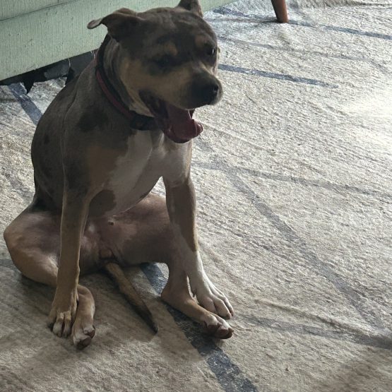 Roxie