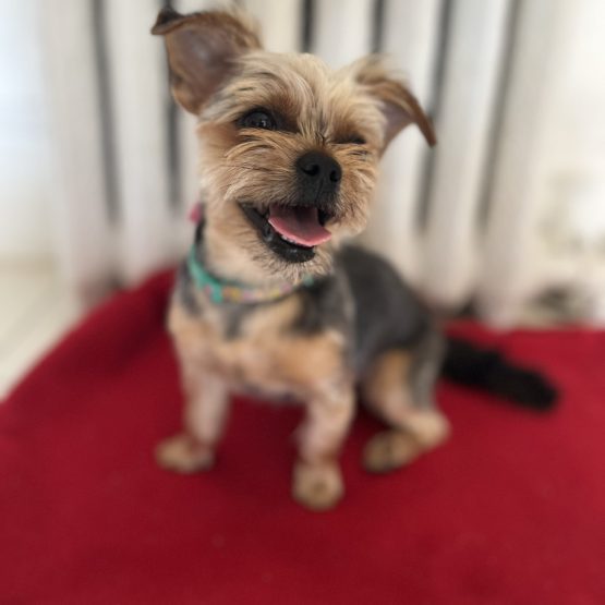 Pip