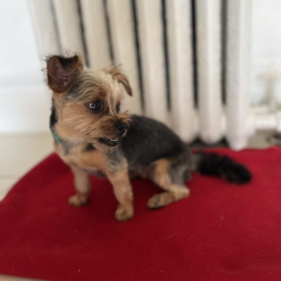 Pip