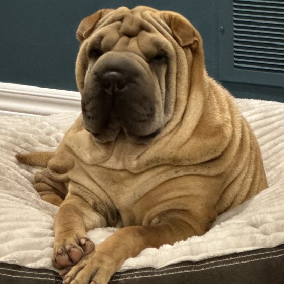 Honey, Sunday, Mick, Cello, Drama