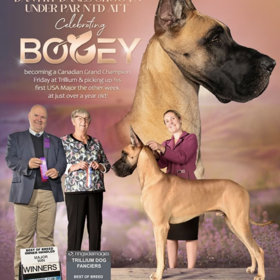 Bogey