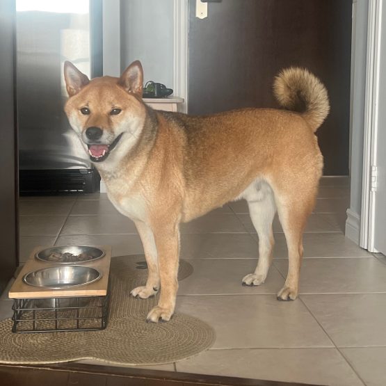 Meeko