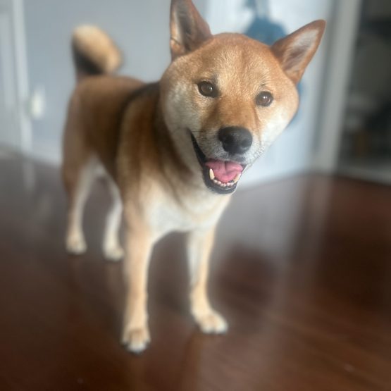 Meeko
