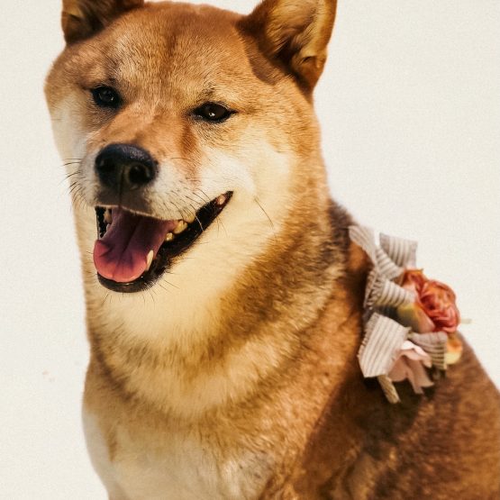 Meeko