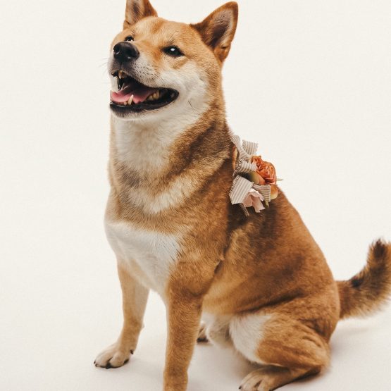 Meeko