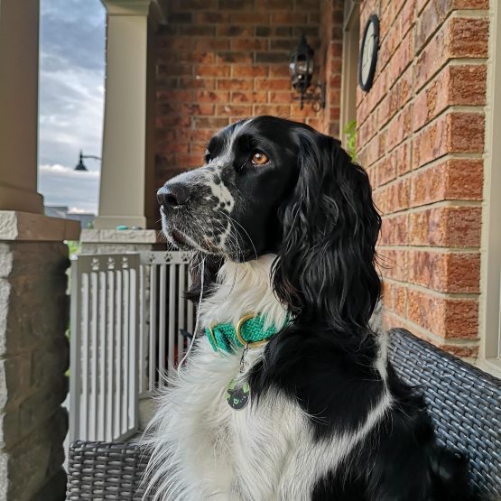Elphaba