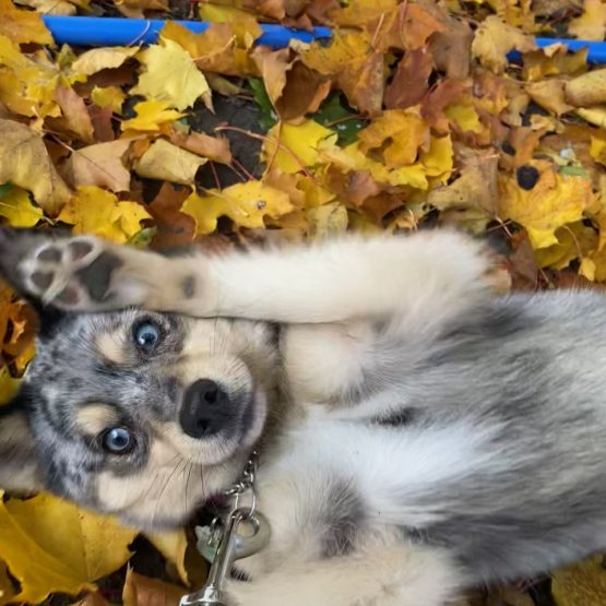 Kiba