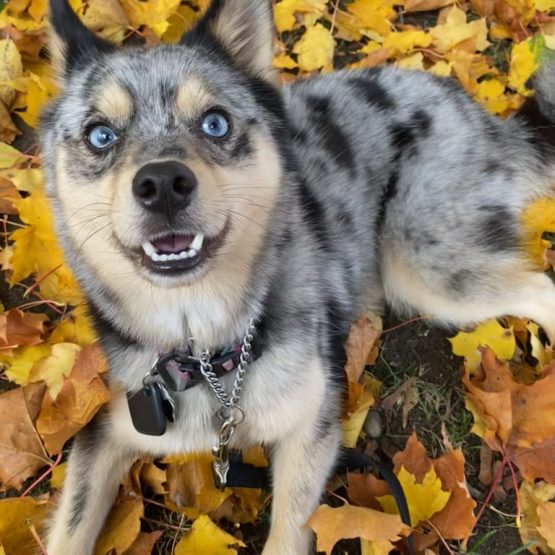 Kiba