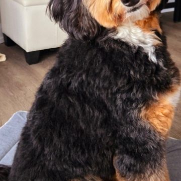 GIOIA