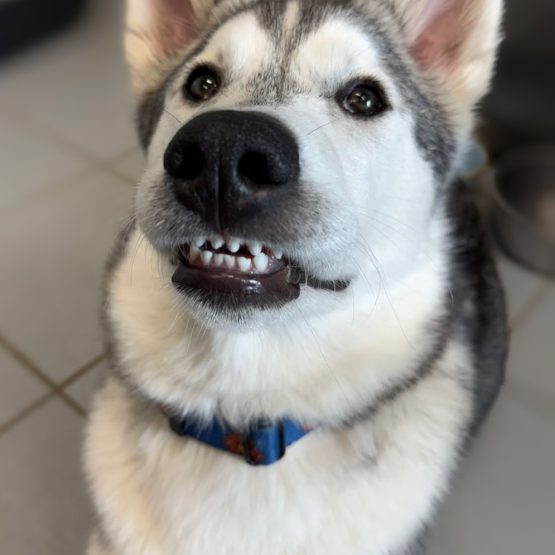 Cosmo
