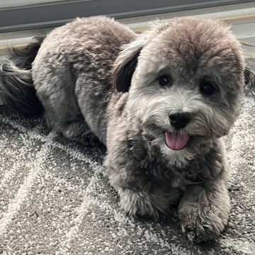 Milo