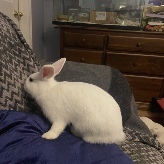 Petunia