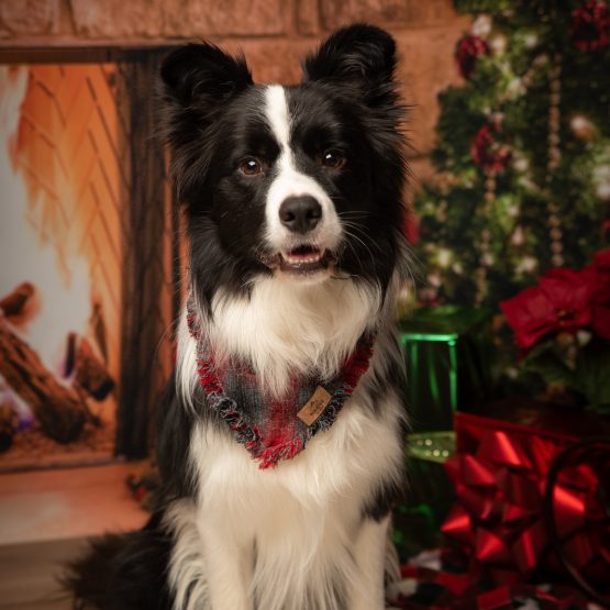 Gryff